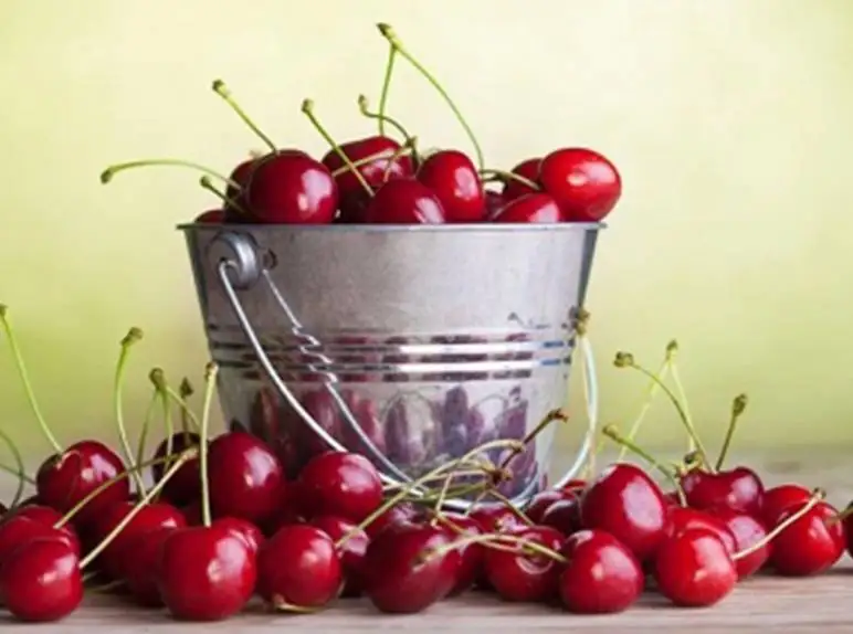 Dehydrated Cherry 100g./Pack, Low Sugar, Zero Flavorings, Wholesale from Factory in North of Thailand