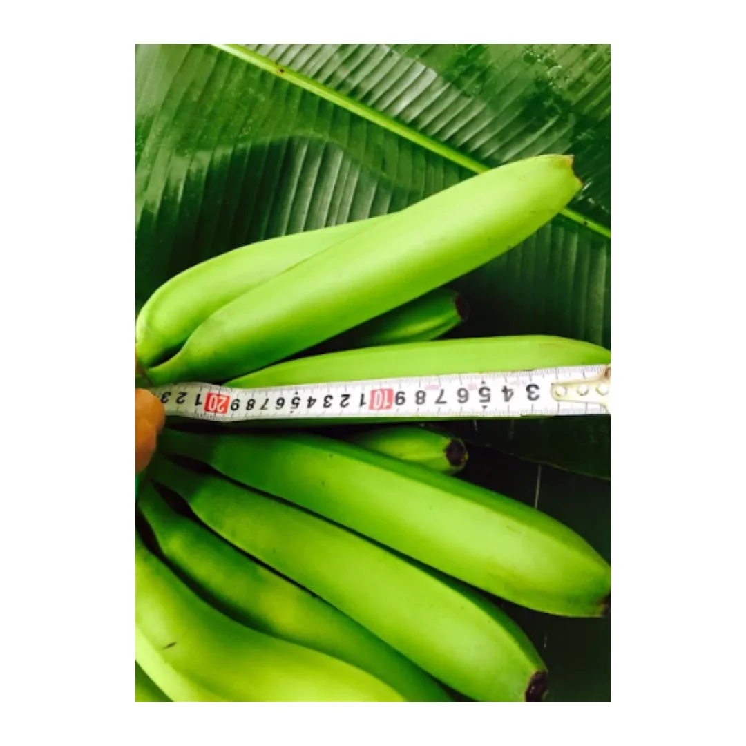 Fresh, Ripe Bananas for Every Taste Experience the Taste of Vietnam with Our Bananas Farm-Fresh Bananas, Packed with Flavor