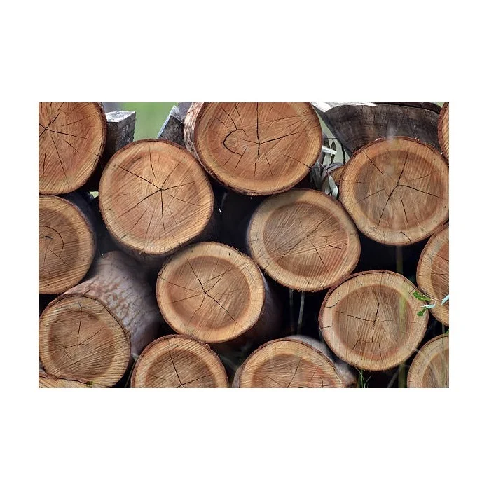 Wholesale Eucalyptus Wood Logs, Year-Round Supply