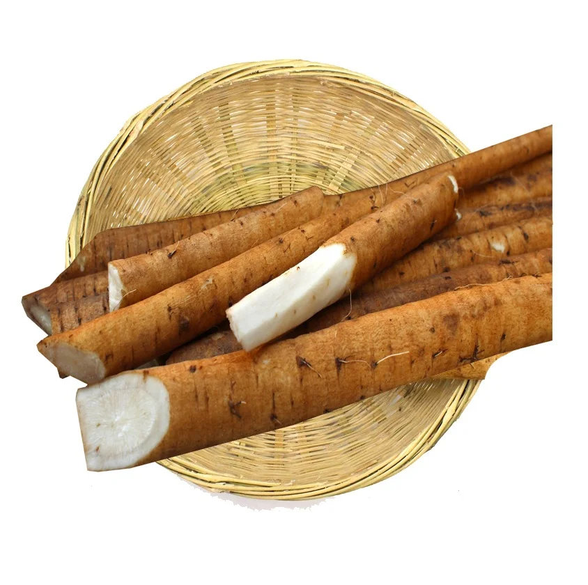 Hot Selling Price Of Fresh Vegetables Burdock In Bulk Quantity