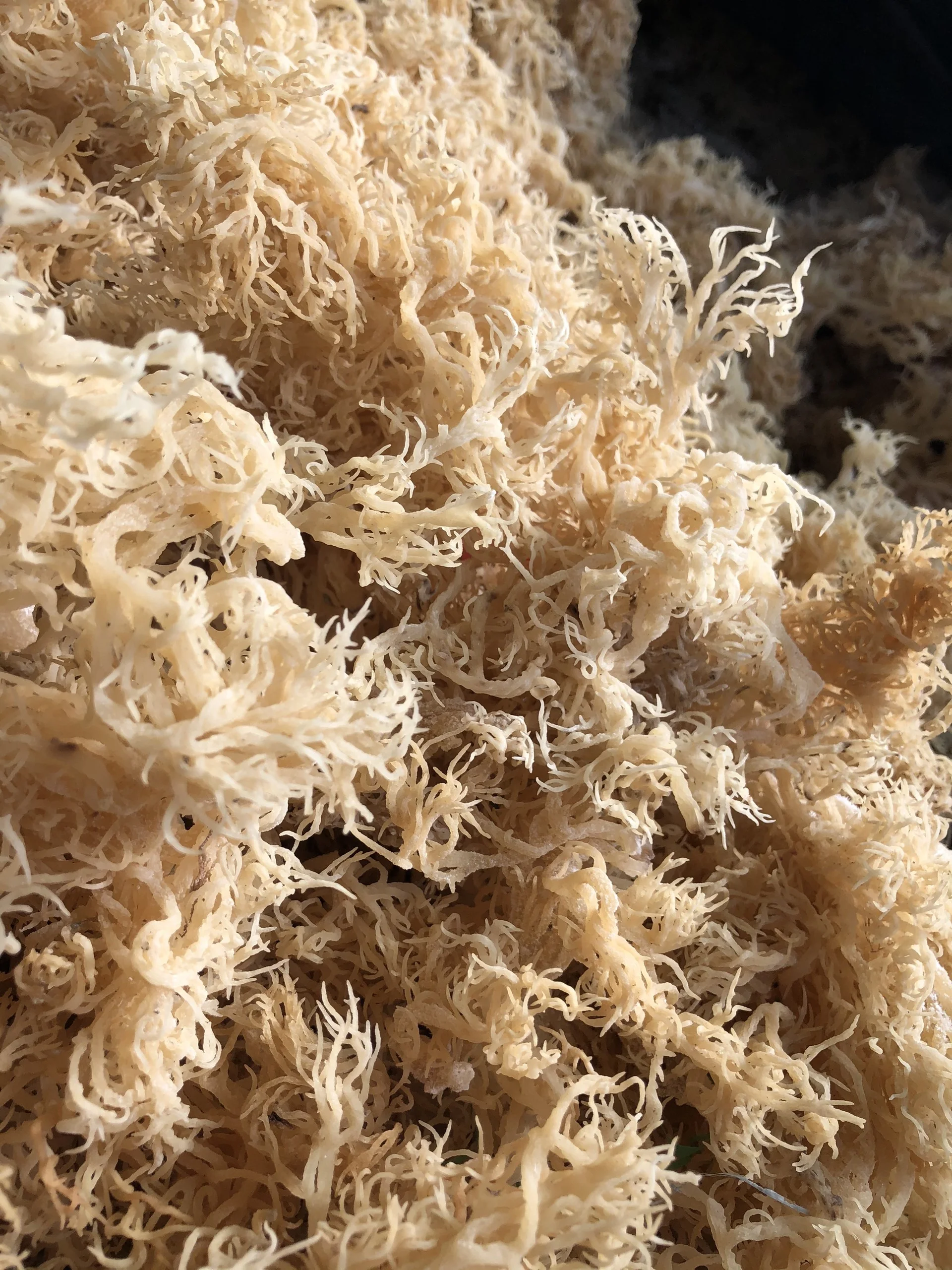 Сушеный морской мох, ямайский мох, оптовая продажа, самая низкая цена