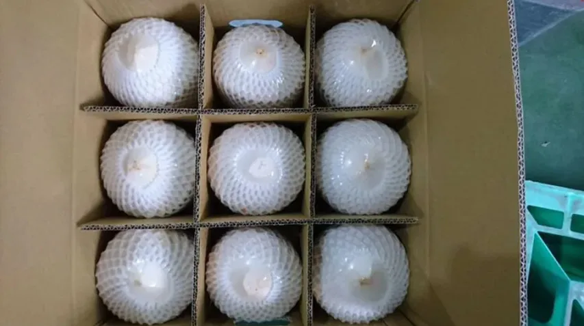 Fresh Young Coconuts 100% natural Organic High Quality Grade fresh young coconut From Vietnam 2023