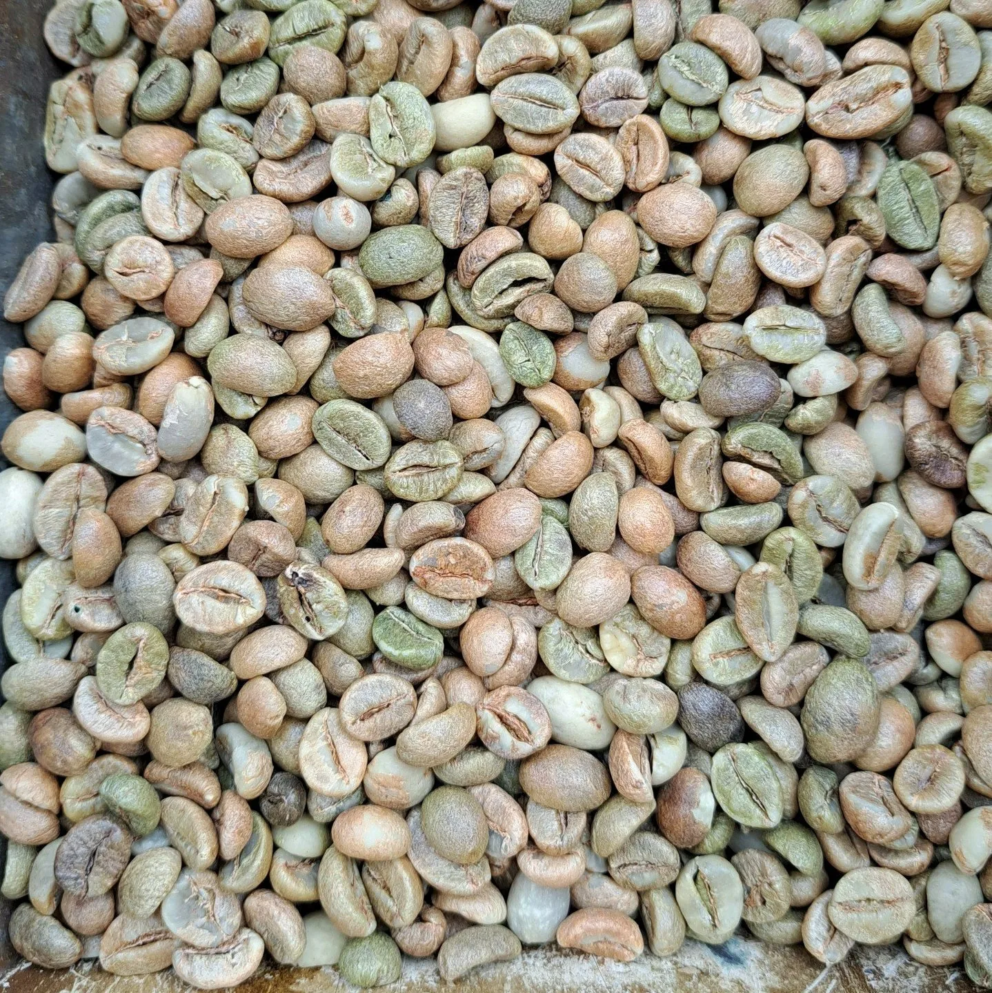 Кофейные зерна Robusta 1 класса вьетнамский кофейные экран 18