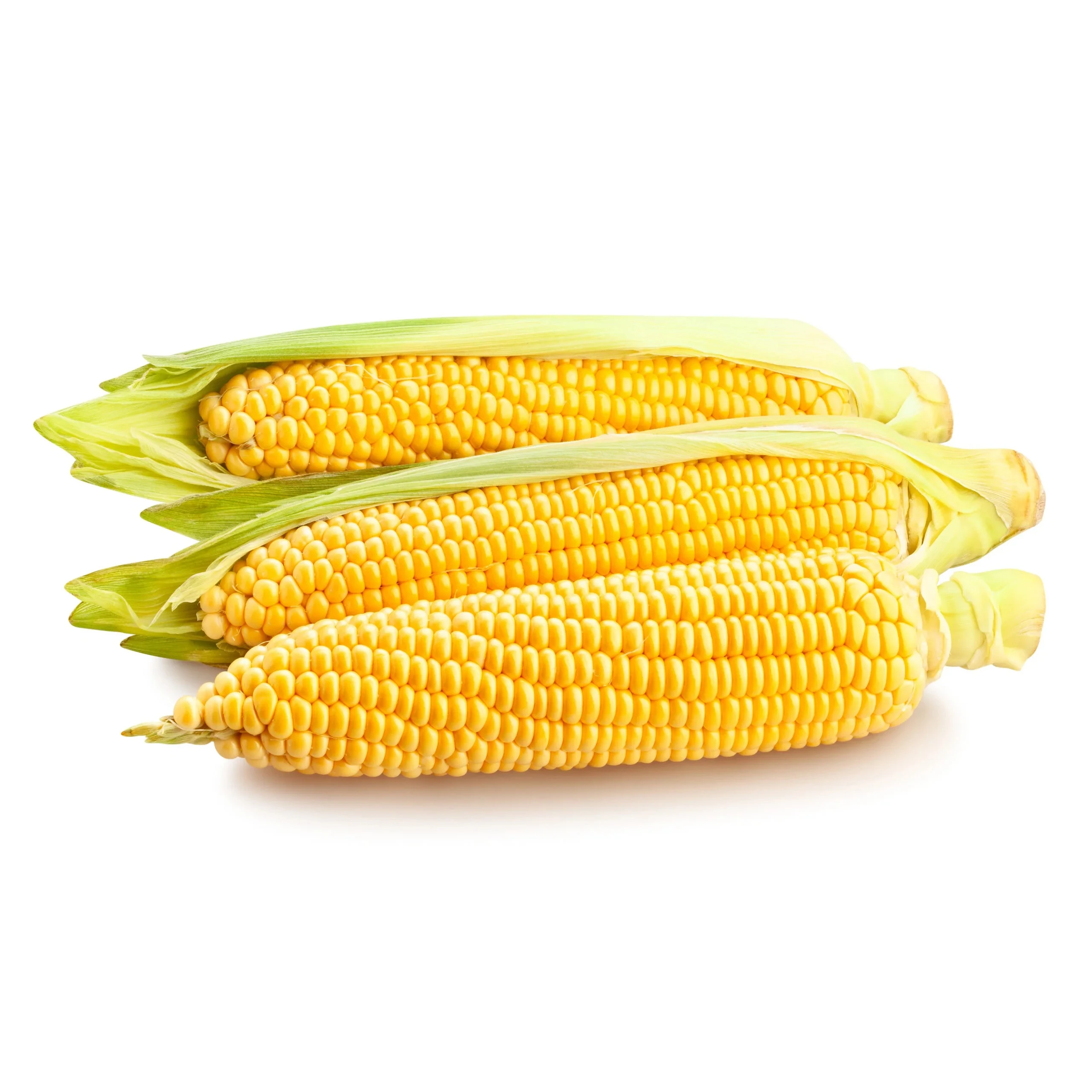 Premium White Corn Hot Sale for Human & Animal Feed Dried & Sweet Frozen Yellow & Red Corns