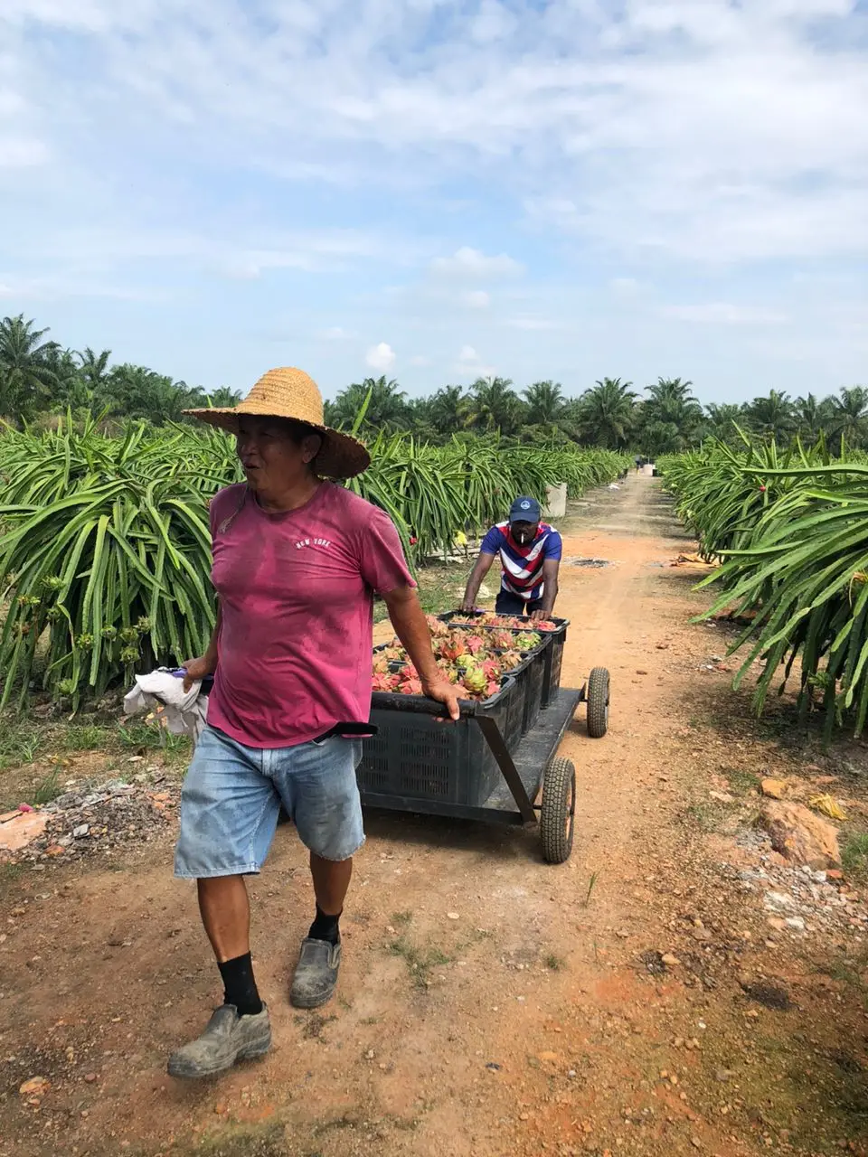 Fresh High Quality Dragon fruit Wholesale from Malaysia