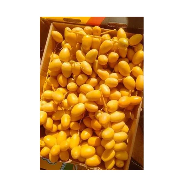 Superior Quality 100% Natural Sweet Delicious Taste Fresh Fruit Barhi Dates | Egypt Origin Berhi Dates Exporter