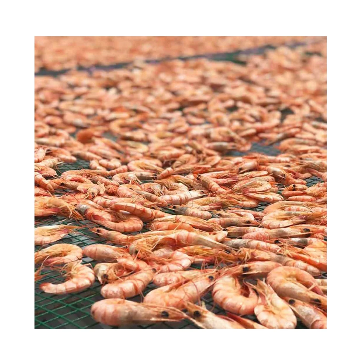 Wholesale Dried Seafood  100% Natural Fresh Shrimp Dried Shrimp With Vacuum Pack From Vietnam For Export
