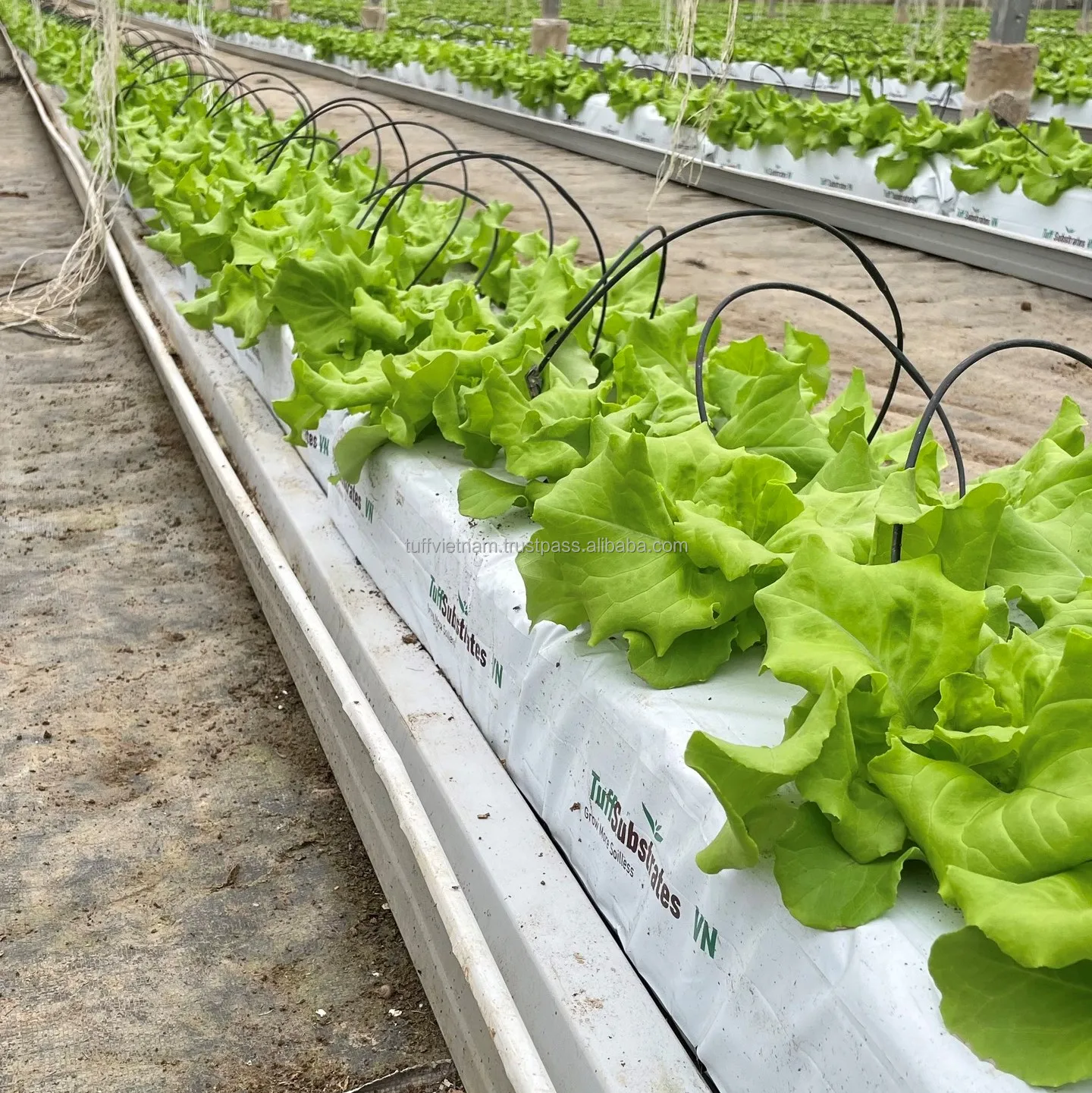 Environmentally Cocopeat Growbag 28L  Good Price High Quality Low MOQ Hot Sell From Viet Nam Agriculture brand from Tuff Vietnam