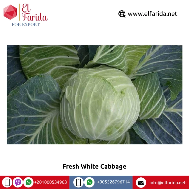Wholesale Supplier of Good Quality Top Selling Egypt Origin Variety Vegetables Fresh White Cabbage at Competitive Price