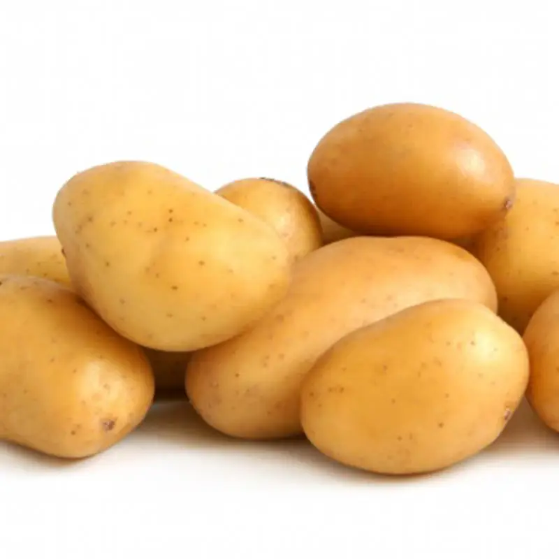 fresh potatoes Popular vegetable fresh potato export holland atlantic potatoes