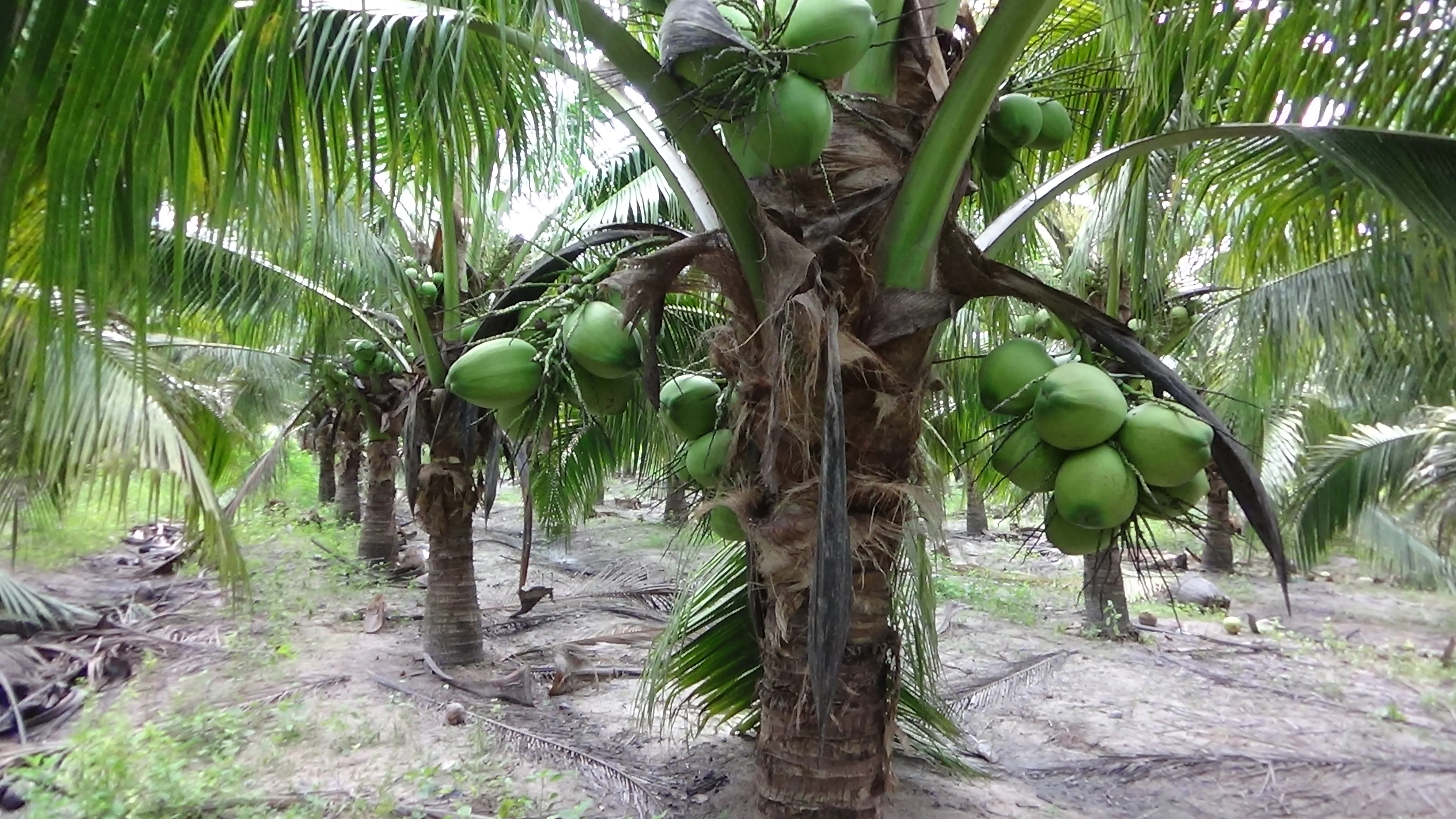 DELICIOUS GREEN YOUNG COCONUT TOP QUALITY BEST PRICE FOR WHOLESALE  - WHATSAPP: +84 358211696