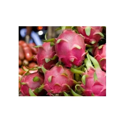 Cheap Wholesale Top Quality Fresh Dragon Fruits In Bulk