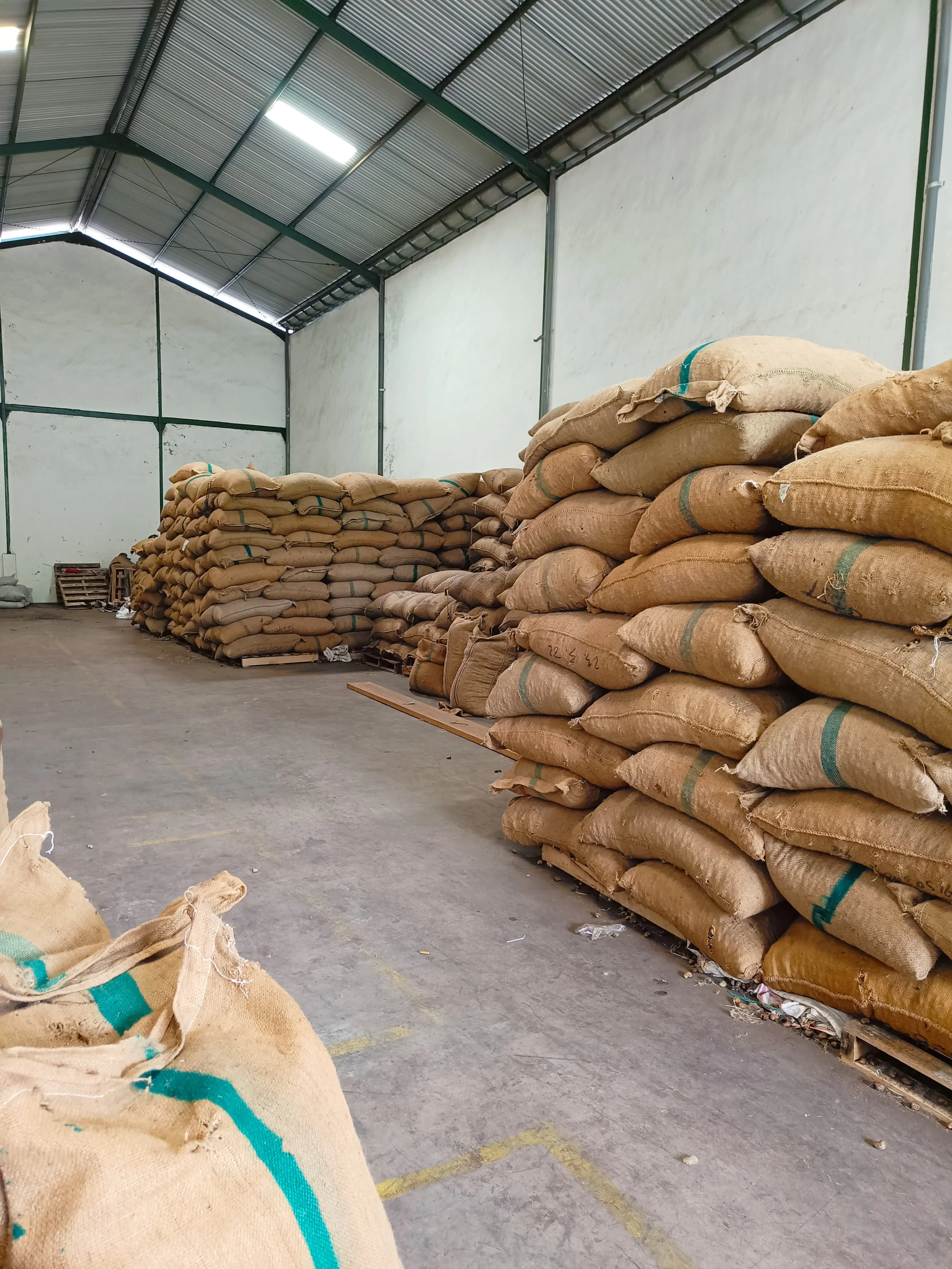 Лидер продаж сырые орехи кешью из StarLab собранные прямо в саду по хорошей цене