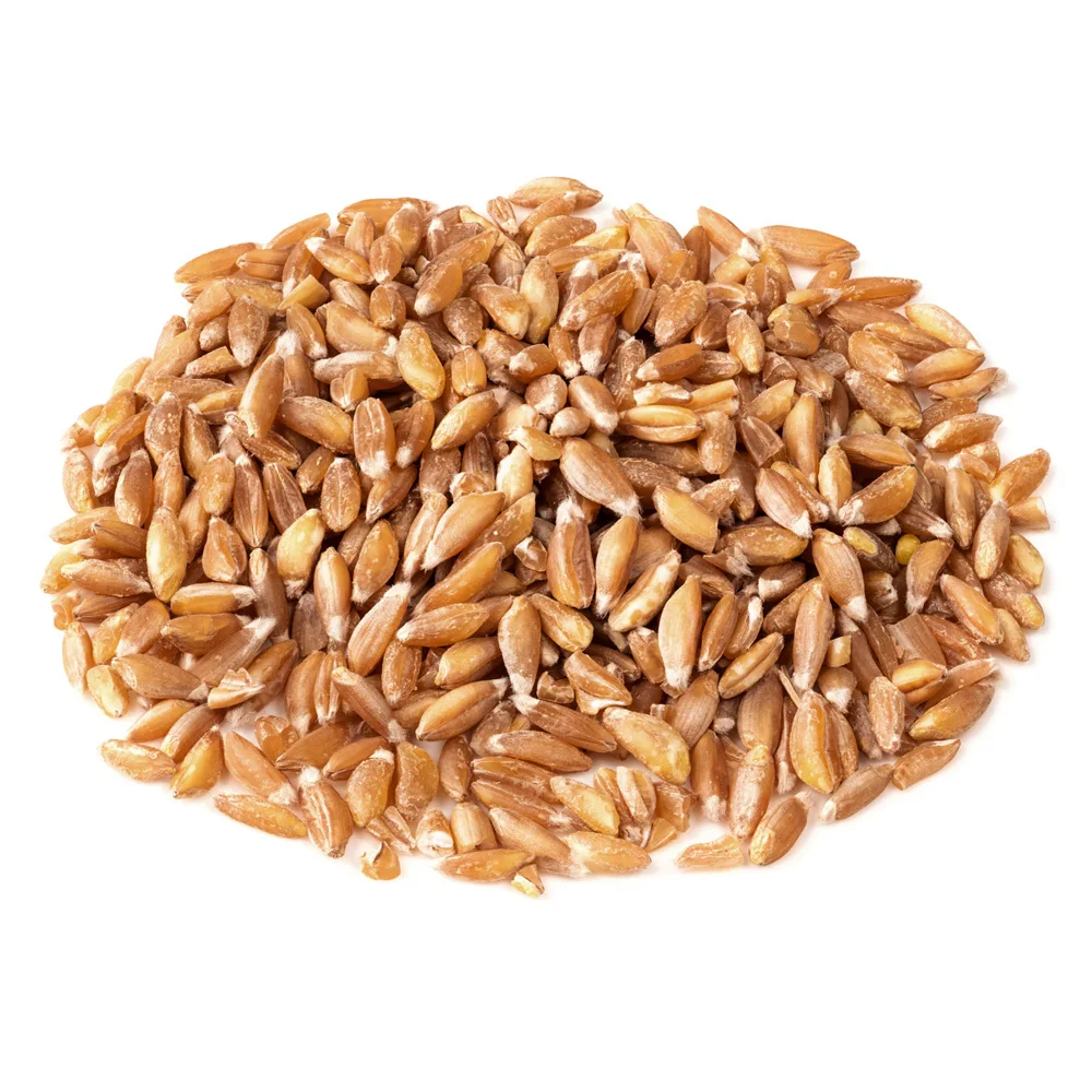 High quality Durum Wheat ecological product of Russia manufacturer prices bulk sale beans and grains