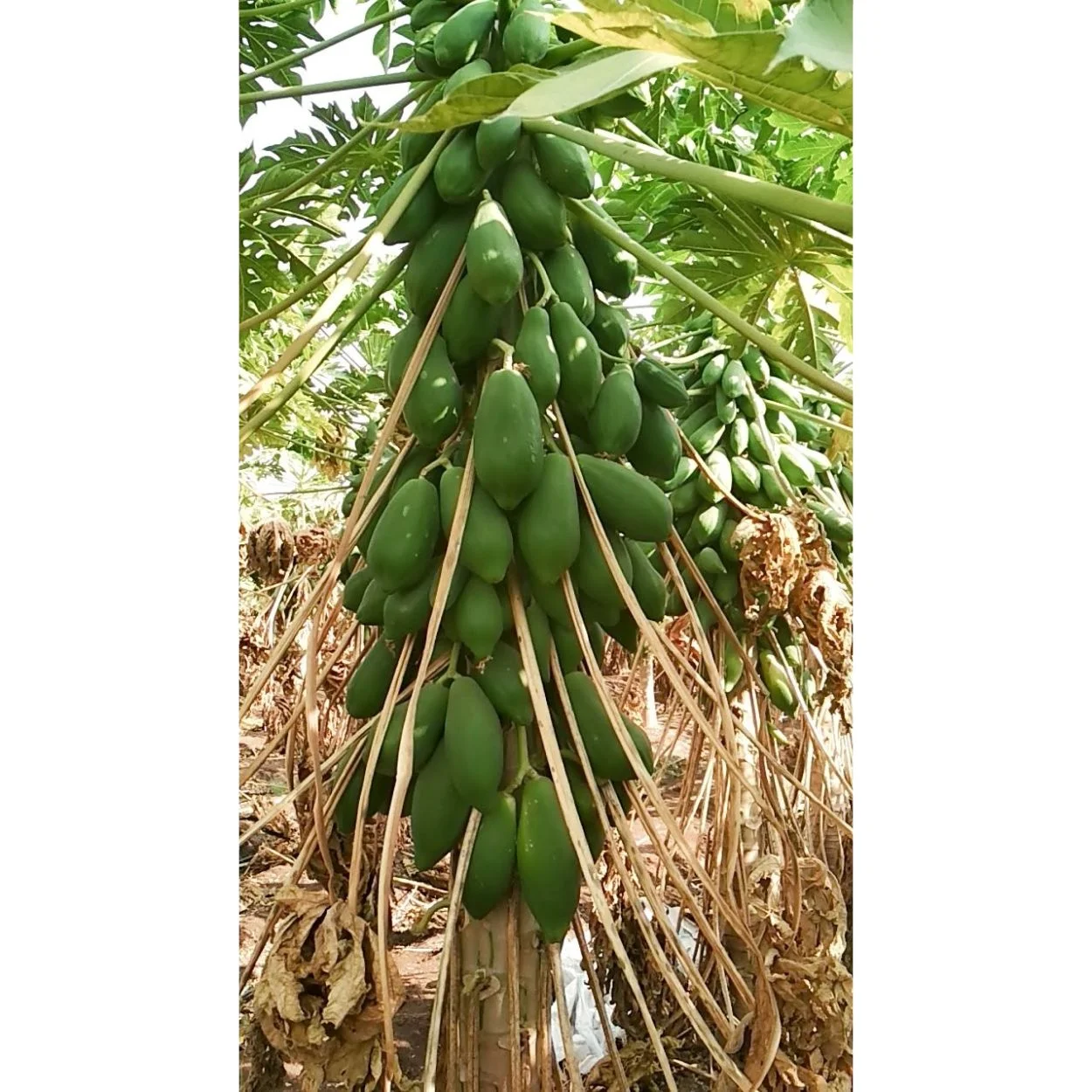 Papaya F1 гибридная папайя, частная марка, доступная для