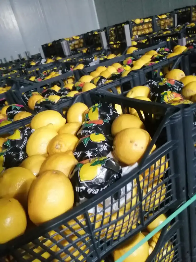 LEMON SOUR JUICY TURKEY WHOLESALE FRESH HIGH QUALITY LEMON LIME FRUIT FRESH LEMONS FOR SALE AGROWELL TURKISHGOODS