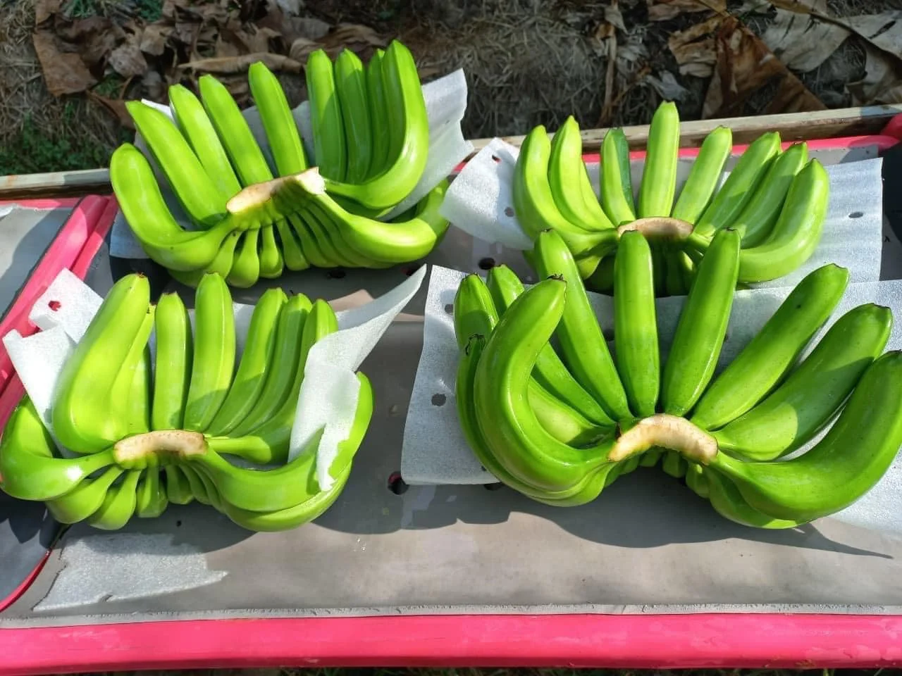 Best Quality -Fresh And Delicious Cavendish Banana -Tropical BANANE Style Cavendish customized - Natural Green Bananas - ANNA DO