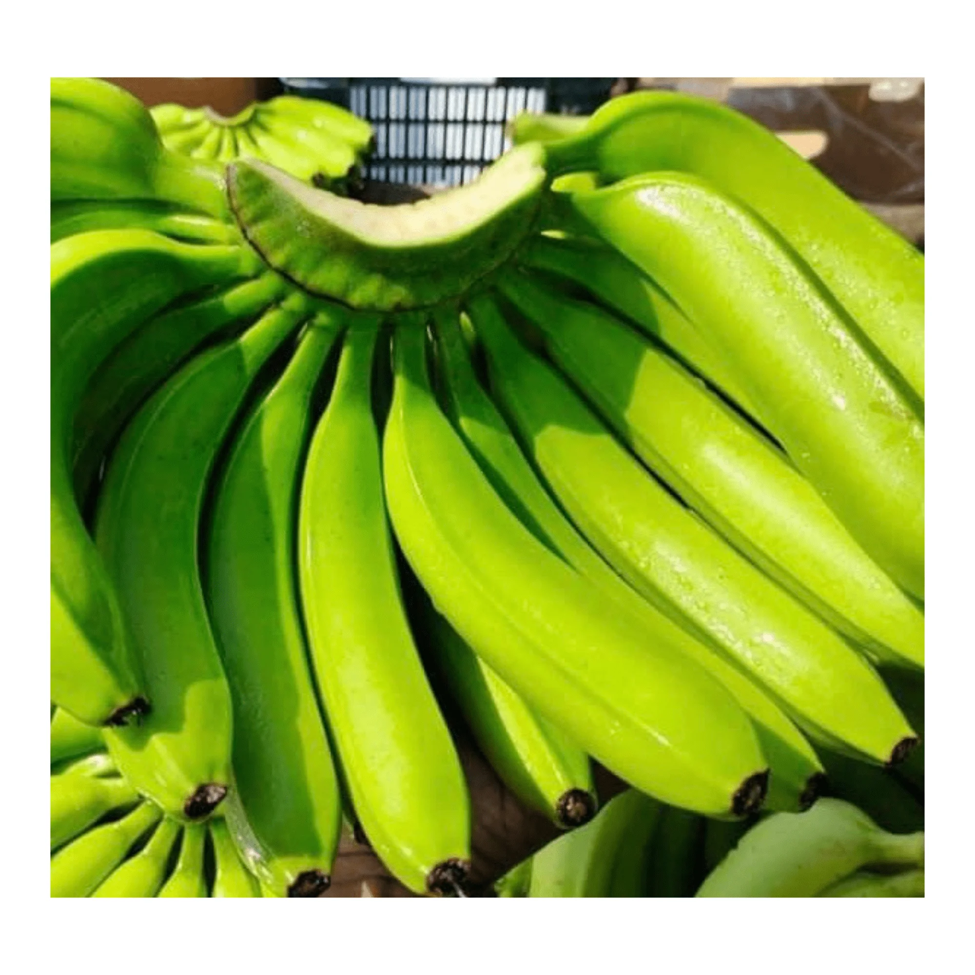 Best Quality Fresh Banana - Tropical Banana Style Cavendish customized With Natural Green Bananas From Vietnam