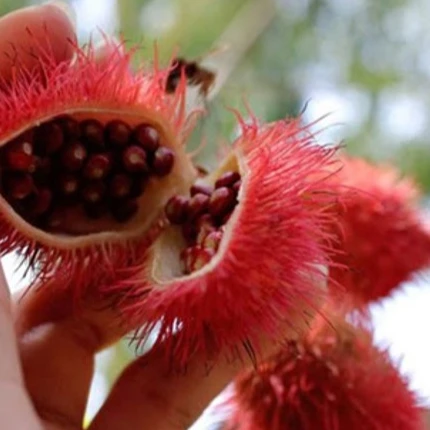 Высококачественный орех Аннато Roucou Achiote орехи анато высшего качества из Вьетнама