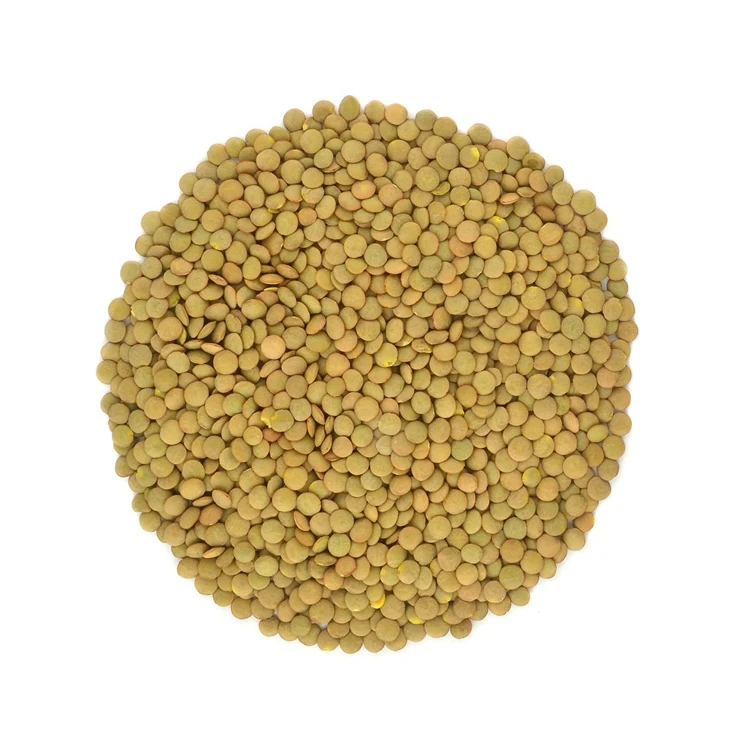 Best Price Canadian Whole Green Lentils Dry Organic Green Lentils Bulk Stock Available With Customized Packing
