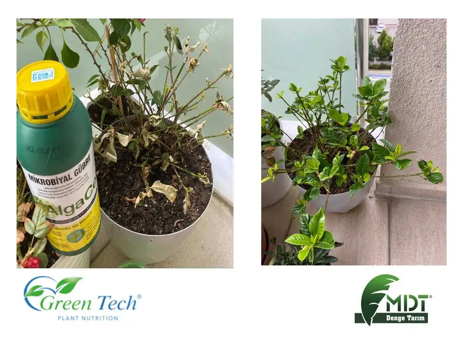 Green tech International/Green Tech Humico- Organic Soil Regulator /Vegetable Liquid Humic Fulvic Acid/Organic Liquid Fertilizer