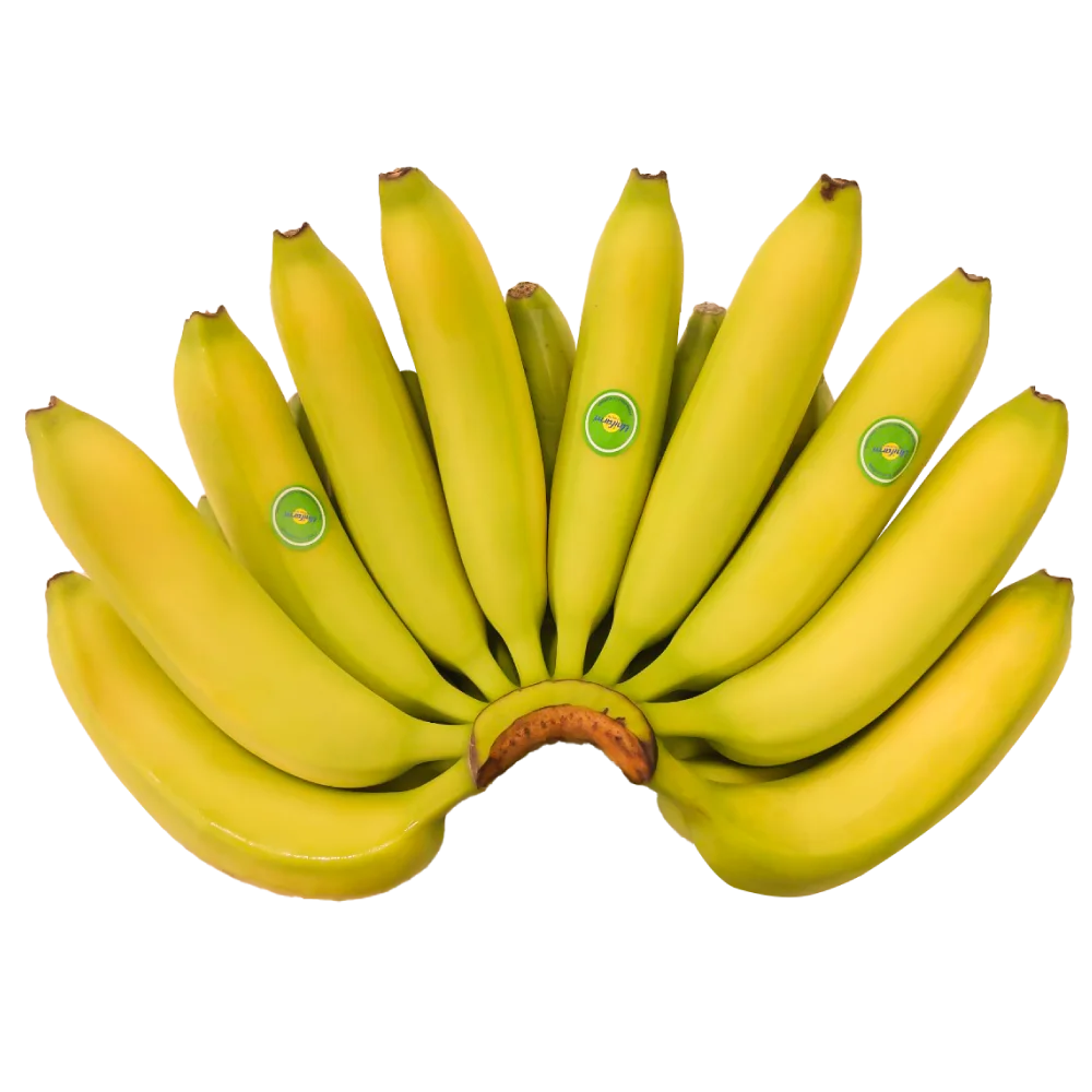 Crop Green Tropical Banana OEM Style Organic Cavendish Bananas Dole Banana