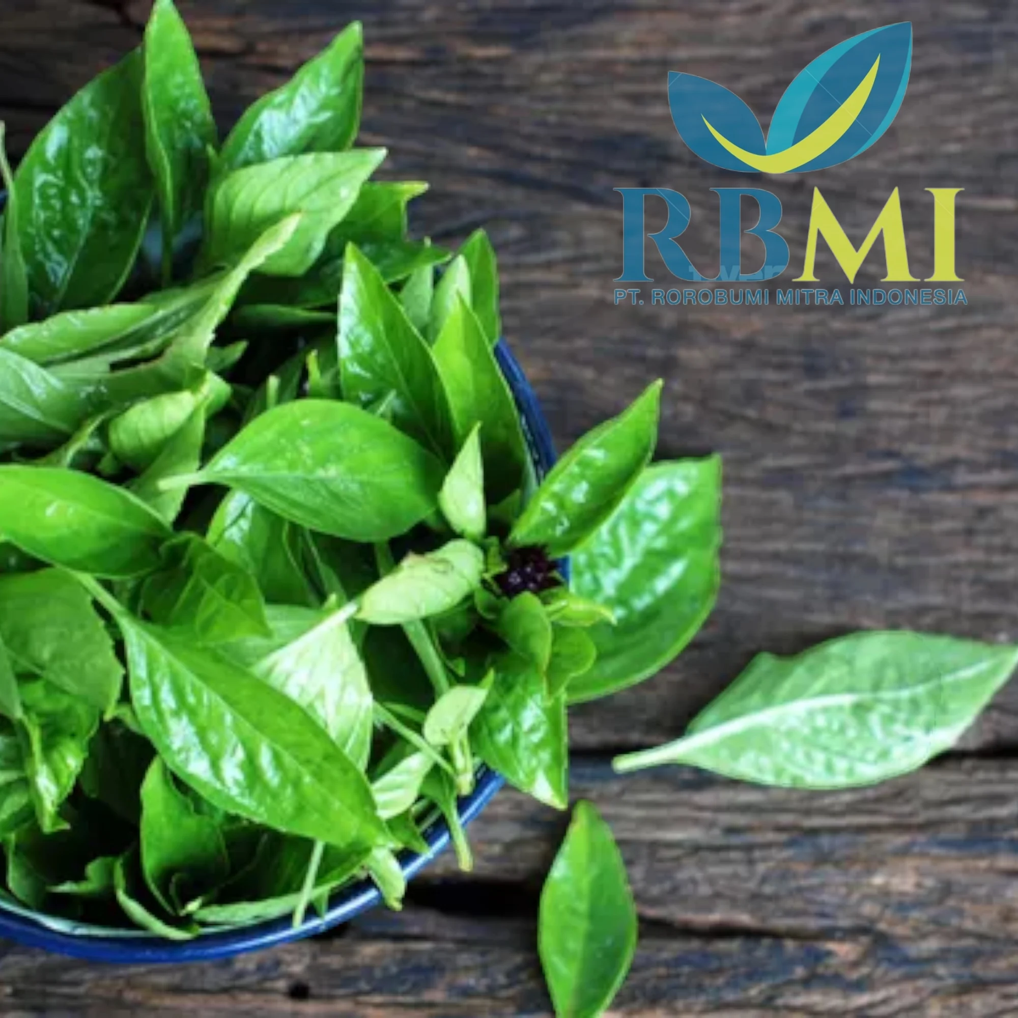 Best Selling Good Quality Basil Leaves Basil Leaf from Indonesia