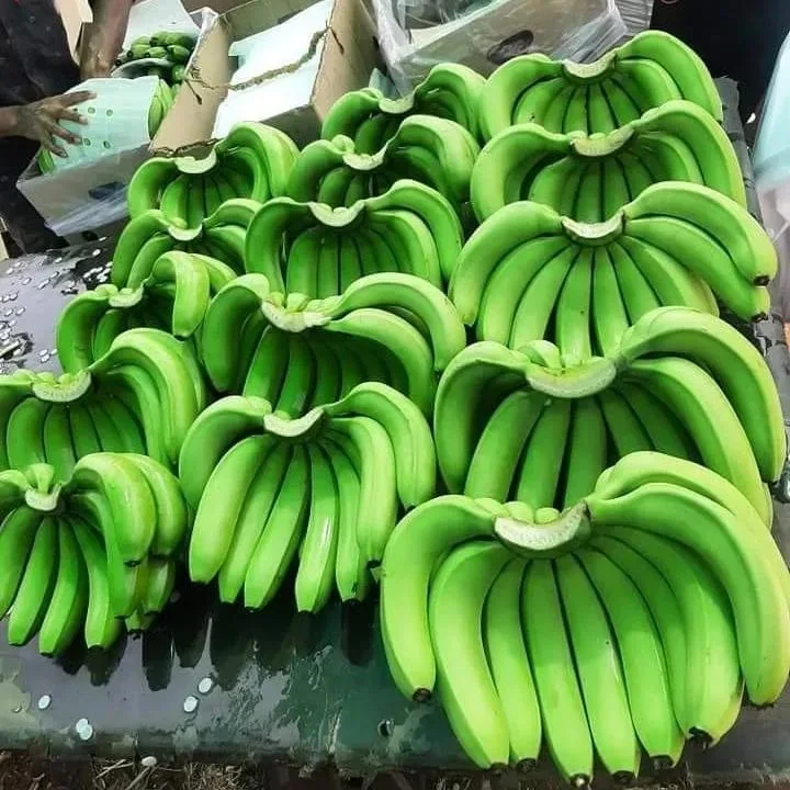 Fresh Cavendish Banana Exporters Yellow & Green cavendish banana at banana cavendish 13 kg Cartons