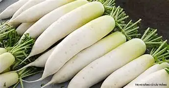 Vietnam Origin Fresh White Radish Premium Quality Best Price Read to Export From Good Exporter  Packing Organic Clean Origin