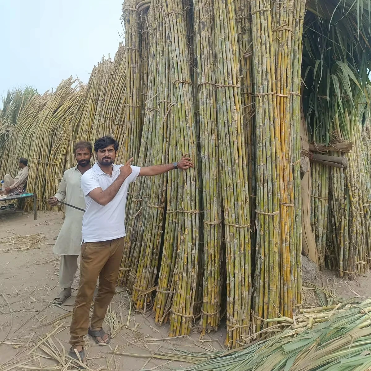 Pakistani Fresh Sugar Cane For Summer Drink,  Frozen Sugar cane Sticks for juice, Natural Sugar Cane For juice from Pakistan,