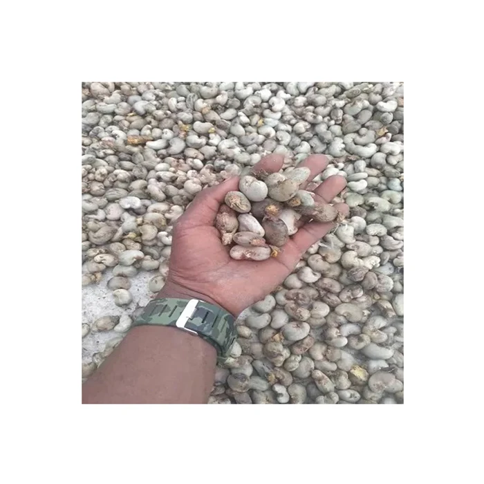 Premium Grade Protein Rich Natural Color Good Taste Original Flavor Raw Cashew Nuts from Nigeria at Bulk Price