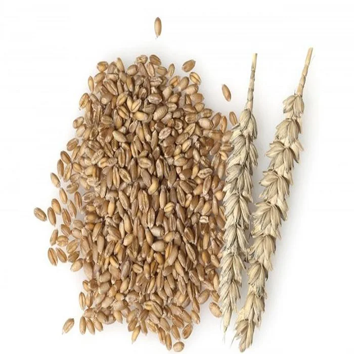 Wholesale Supplier Best Quality Organic Whole Wheat Grain For Sale In Cheap Price