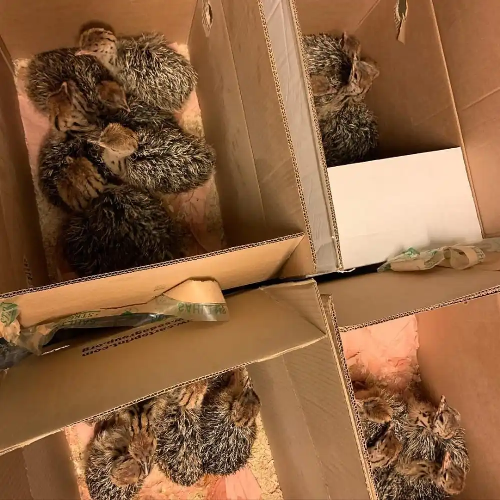 Распродажа страусиных яиц