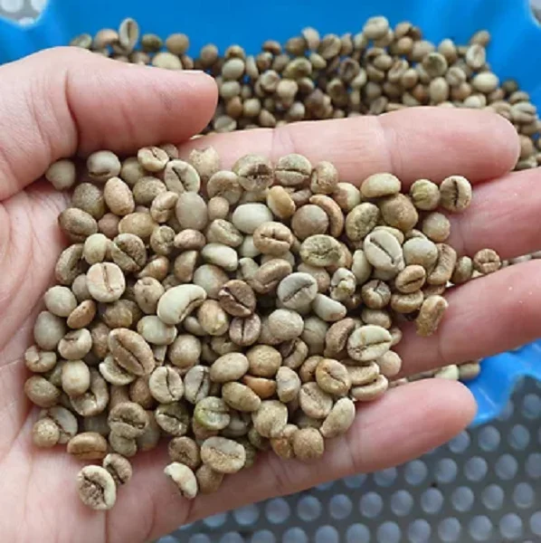 1 Ton Agriculture Drink Beverage Natural 100% Organic Type Roasted Green Robusta Coffee Bean With 24 Months Shelf Life