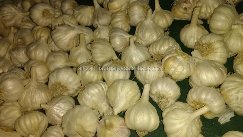 FRESH GARLIC BULB PURE WHITE BEST QUALITY & CHEAP PRICE FOR SALE
