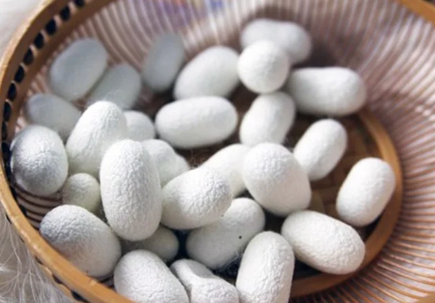 100% Fresh Natural Silkworm Cocoon for Silk Fiber Mulberry Silk Cocoon from Vietnam With Competitive Price