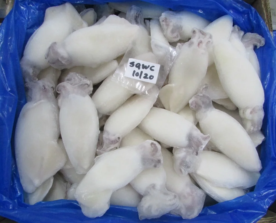 LOLIGO SQUID WHOLE CLEANED 100%  GOOD MATERIAL INDIVIDUAL FROZEN  INDIAN ORIGIN