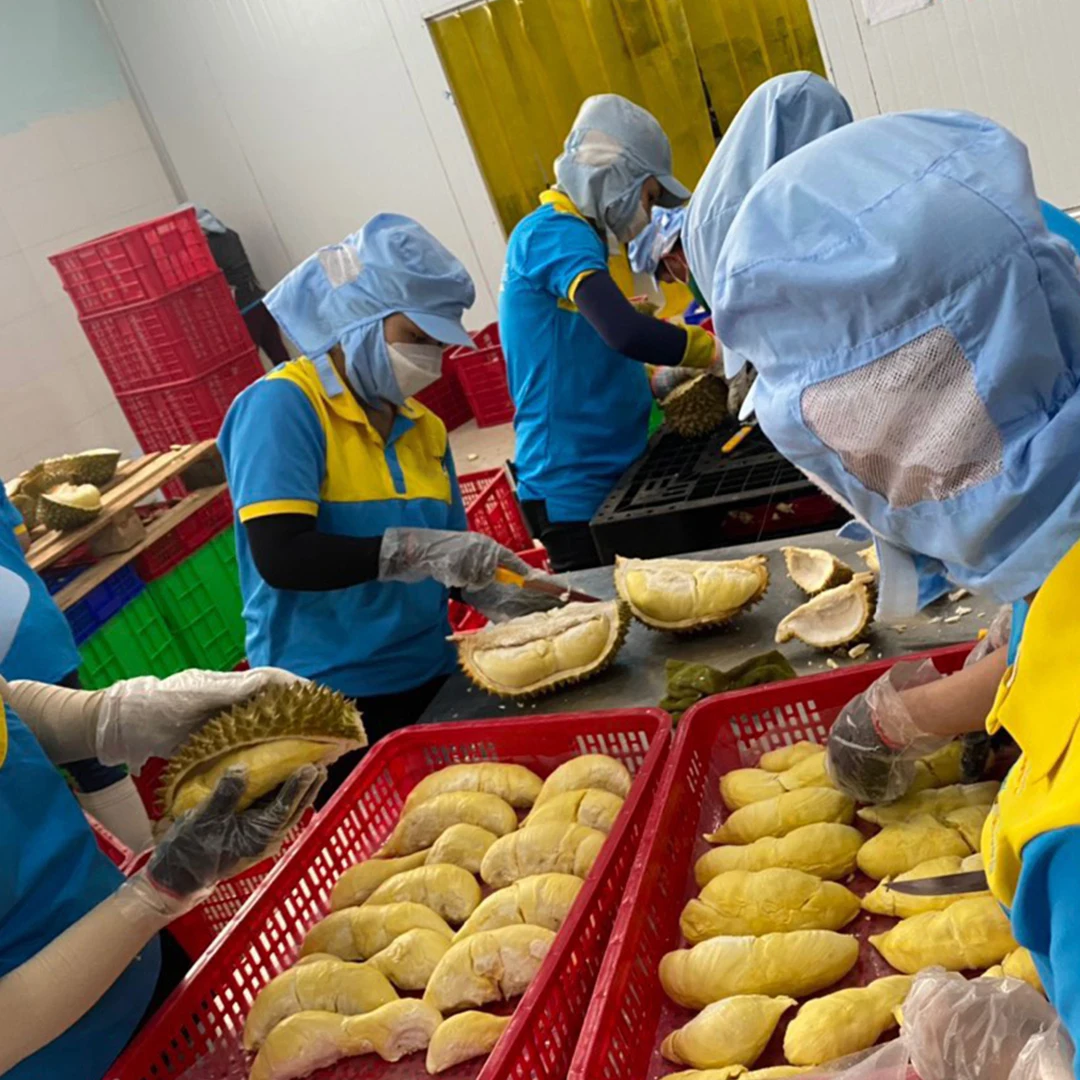 RI6 Durian Made In Vietnam So Fresh Premium Quality Fresh Whole Piece /Frozen Pulp Durian Fruit Monthong New Crop