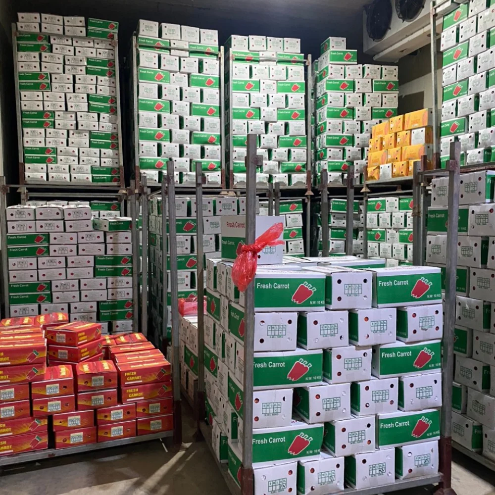 Свежая морковь, обычное выращивание, экспортное качество, апельсин, Натуральный Сладкий от вьетнамского производства