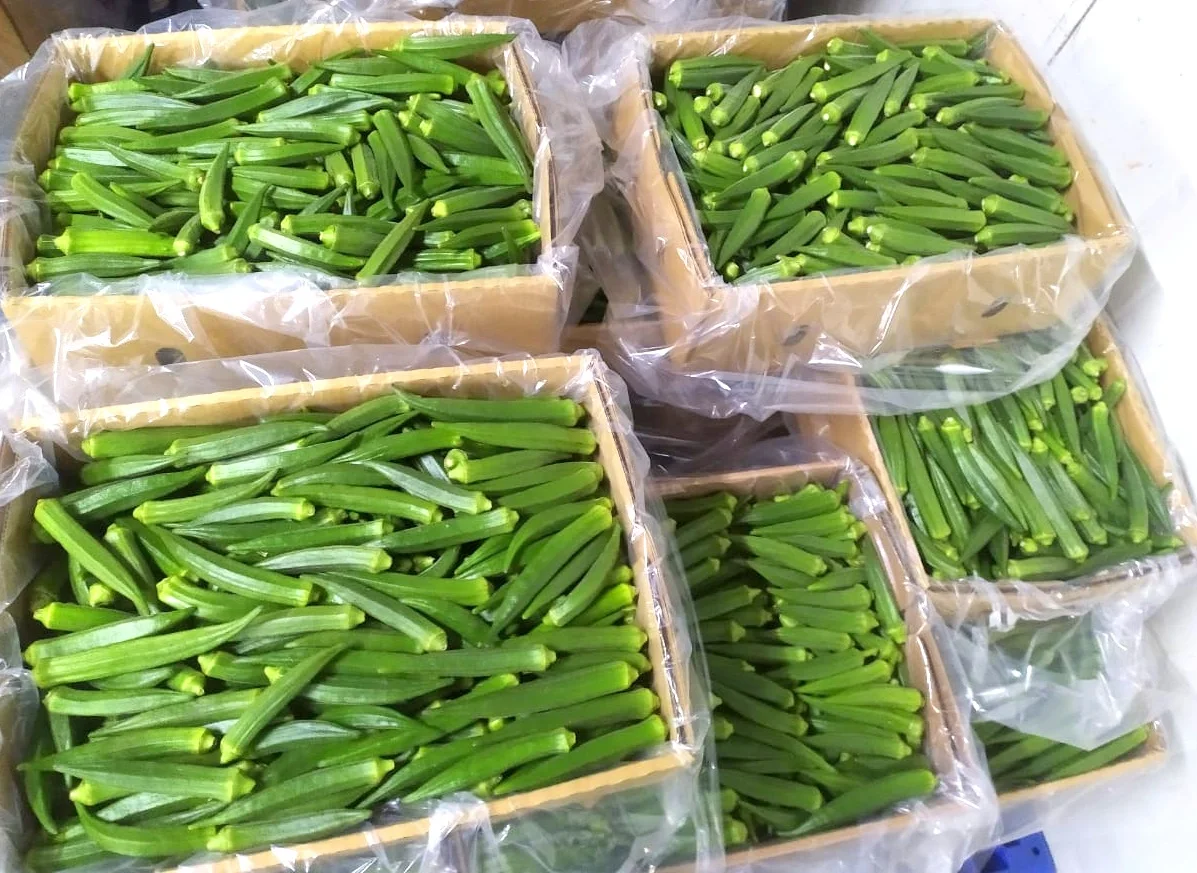 Качественный свежий Okra Дамский органический Лучшая