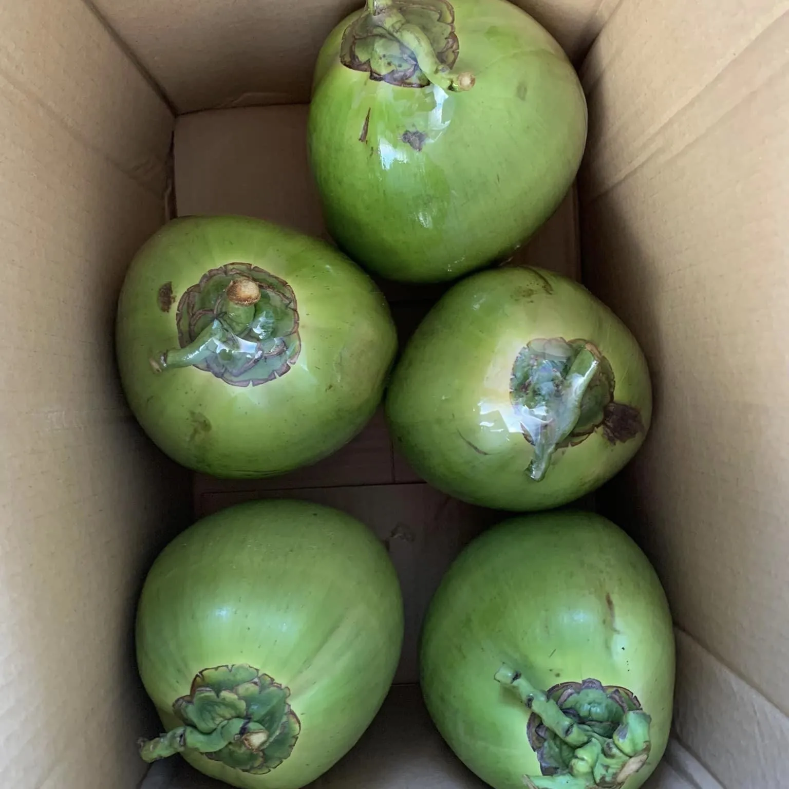 Wholesale Premium Quality Cheap Price FRESH YOUNG DIAMOND COCONUT  From Viet Nam