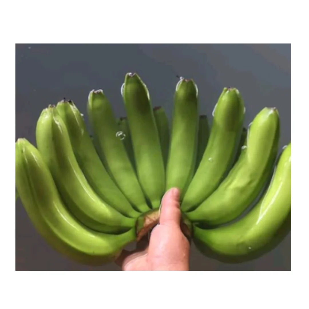 Best Price for Sustainable and Delicious: Vietnamese Bananas / Versatile Fruit Fresh or Green Bananas
