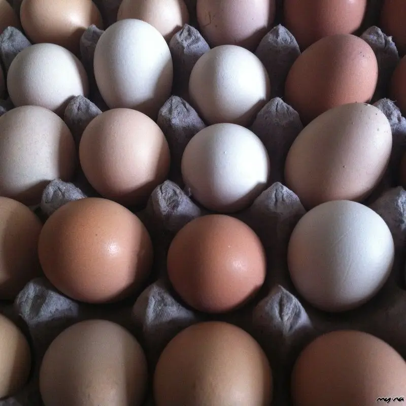 Fertilized Chicken Eggs/ Cobb 500 Broiler Chicken Eggs