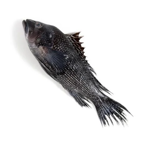 Reasonable prices Sea Bass Fish from Brazil Customizable Packaging