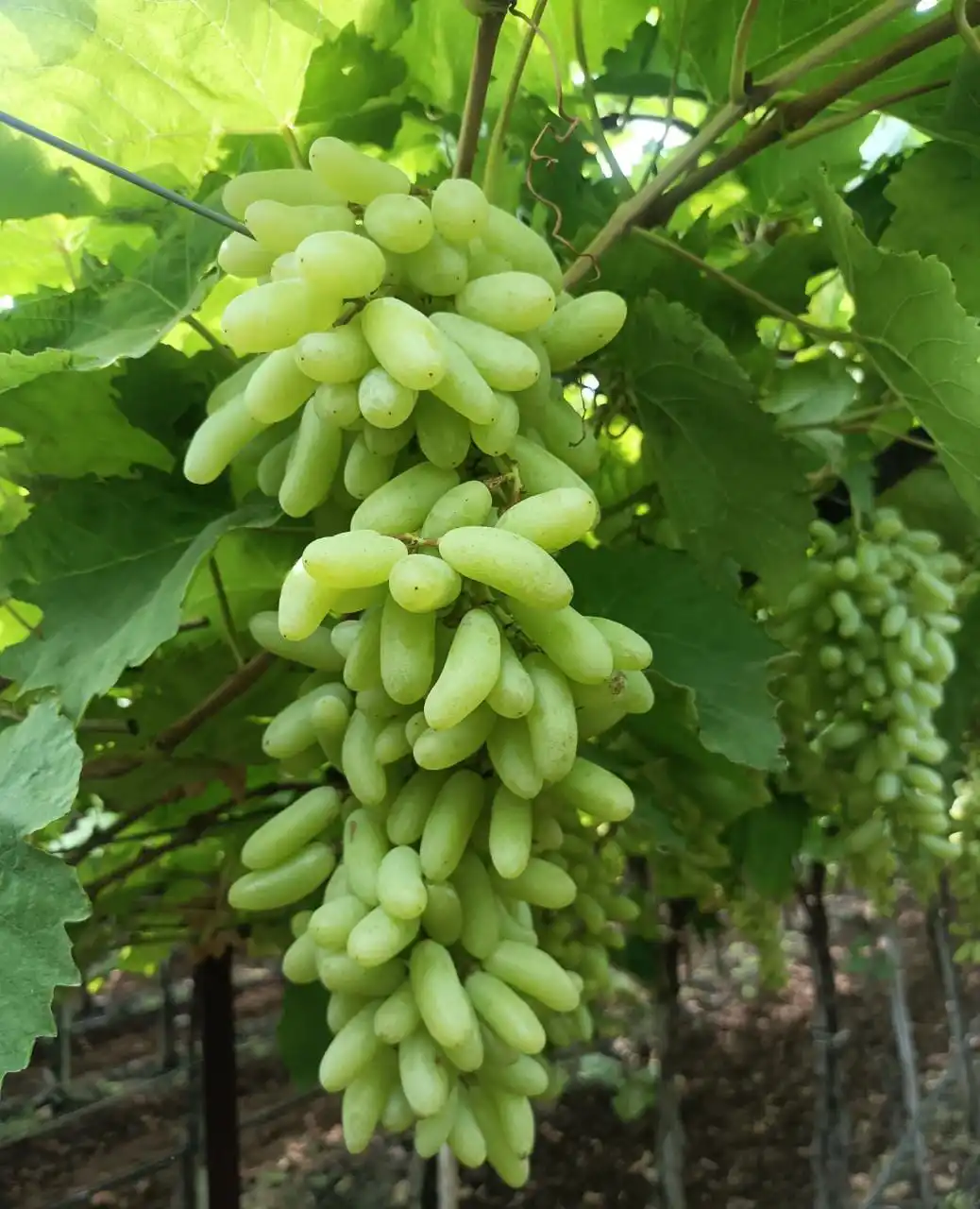 2023 свежий урожай Sonaka, поставщик винограда из Индии по наиболее конкурентоспособным ценам