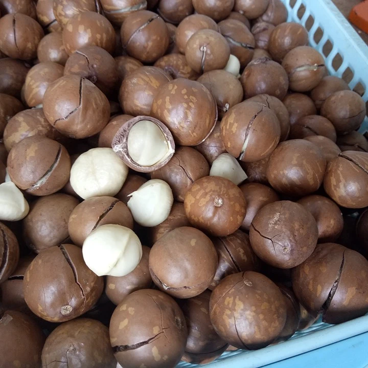 Массовые орехи Макка без скорлупы семена макадамии высокое качество