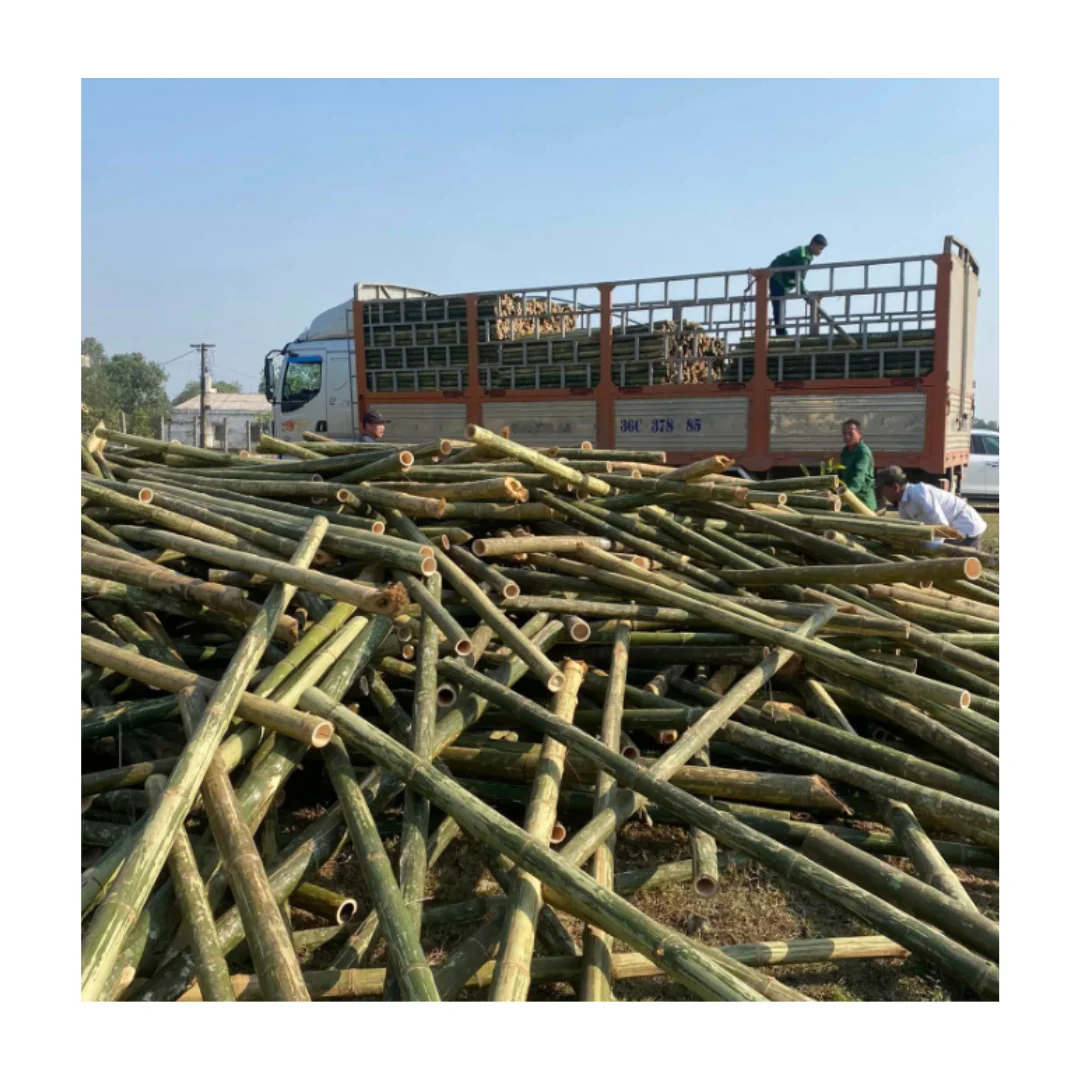 HIGH QUALITY SOLID BAMBOO VIETNAM FACTORY CUSTOM LENGTH AND SIZE BAMBOO STRAIGHT CANE TOP SALE IN 2024