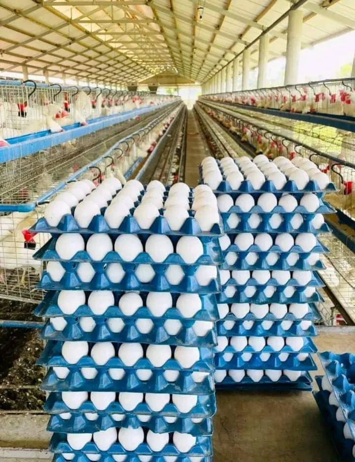 Fresh Organic White Chicken Eggs Competitive Price Wholesale Farm Fresh Chicken Table Eggs for human consumption /  Chicken Eggs