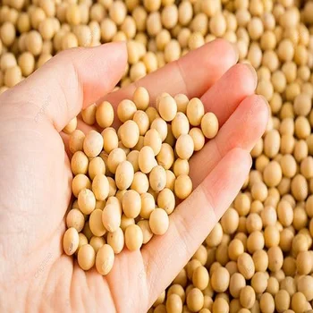 High Quality Non GMO Yellow Soybeans - Soybeans /Soya Bean (8.0mm) with High Quality Non Gmo High Quality Non GMO Yellow Soybean