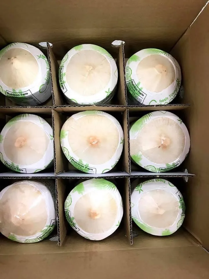 Fresh green young coconut Top quality best price coconut for wholesales 9 Pcs/carton Good Diamond Shape Green